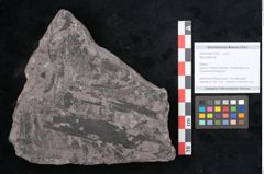 Foto (Objekt + Etikett) von Neuropteris sp.  (NHMW-GEO-2024-0188-10706)